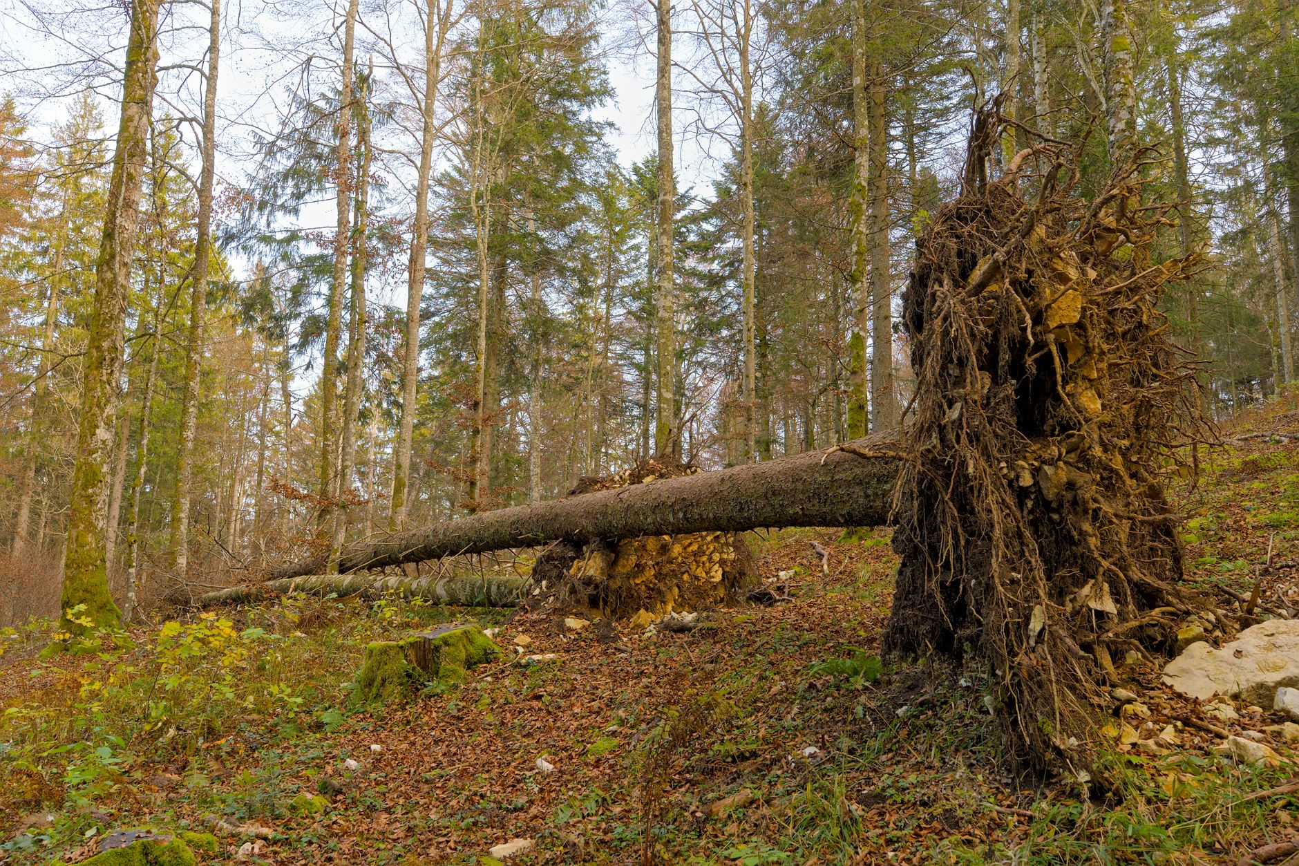 Enlèvement arbre urgence équipe à Montigny-lès-Metz